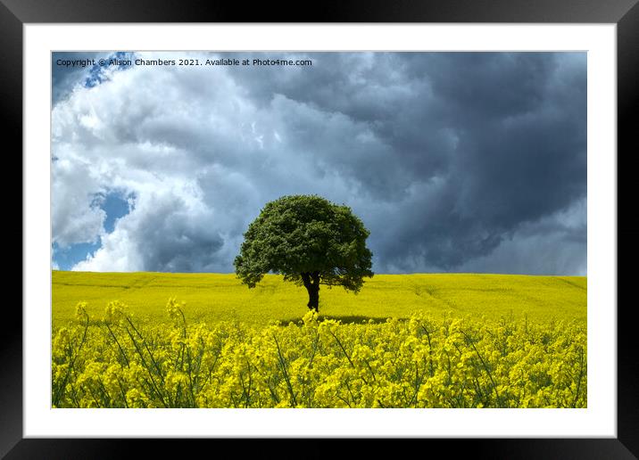 Rapeseed Landscape  Framed Mounted Print by Alison Chambers