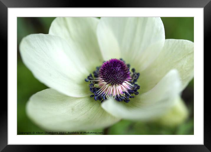 Anemone Coronaria White Framed Mounted Print by Alison Chambers