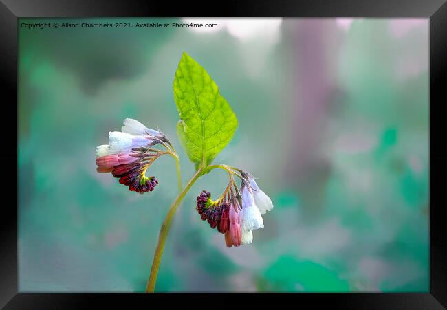 Comfrey Flower Framed Print by Alison Chambers