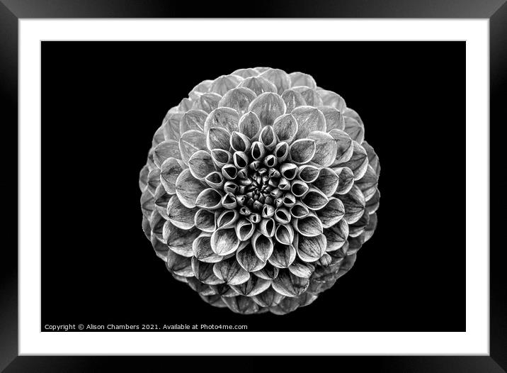 Black And White Dahlia  Framed Mounted Print by Alison Chambers