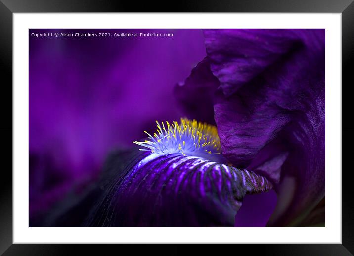 Purple Bearded Iris  Framed Mounted Print by Alison Chambers