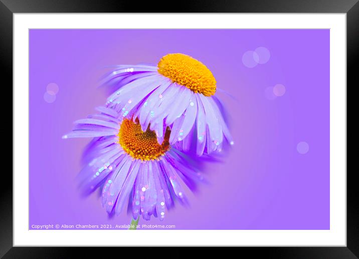 Sparkling Asters Framed Mounted Print by Alison Chambers