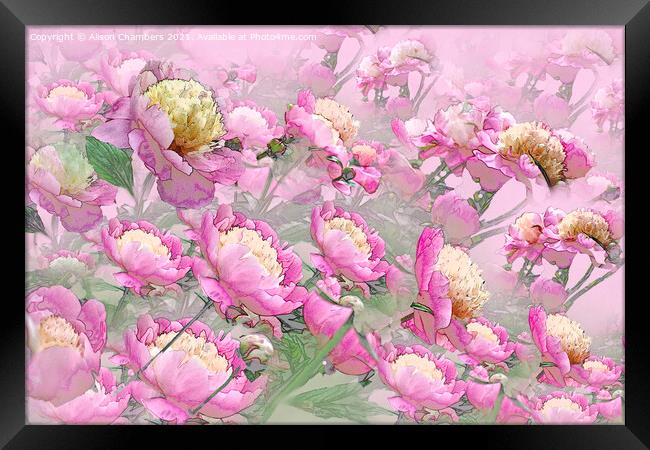 Peony Profusion Framed Print by Alison Chambers