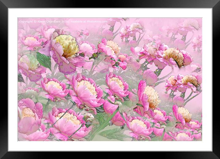 Peony Profusion Framed Mounted Print by Alison Chambers