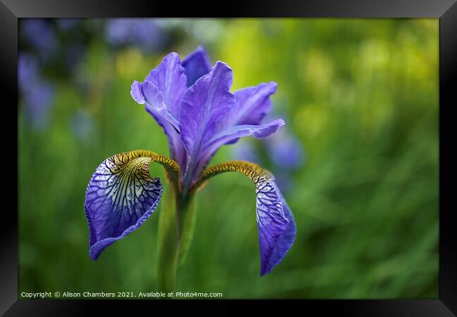 Siberian Iris Framed Print by Alison Chambers