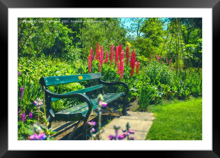 Lupins Framed Mounted Print by Alison Chambers