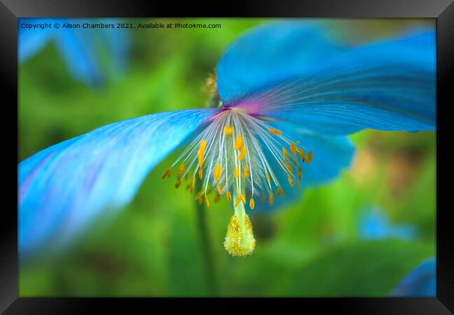 Himalayan Blue Poppy Framed Print by Alison Chambers