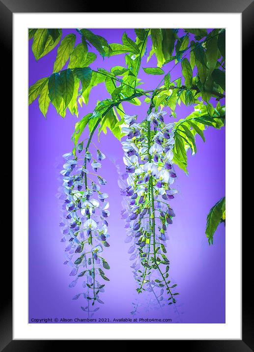 Wisteria Cascade Framed Mounted Print by Alison Chambers
