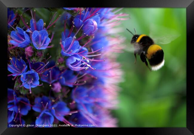 Bee on Echium Framed Print by Alison Chambers