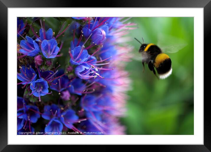 Bee on Echium Framed Mounted Print by Alison Chambers