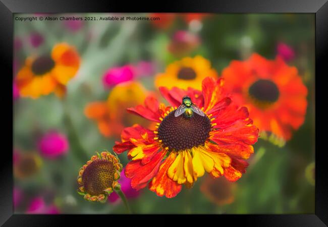 Fly on Helenium Flower Framed Print by Alison Chambers