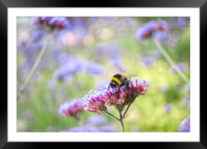 Bee on Verbena Framed Mounted Print by Alison Chambers