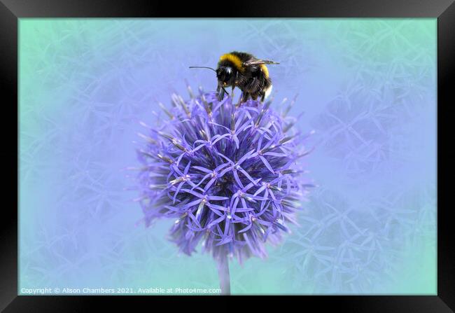 Bee on a Globe Thistle  Framed Print by Alison Chambers