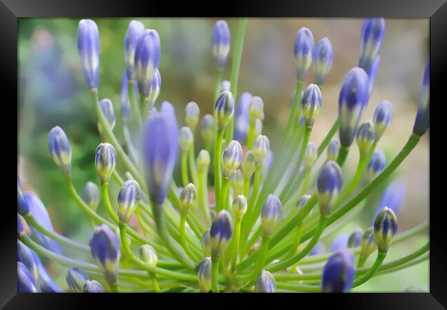 Agapanthus Close Up Framed Print by Alison Chambers