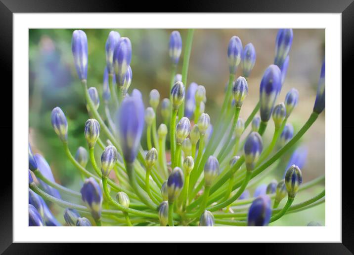Agapanthus Close Up Framed Mounted Print by Alison Chambers