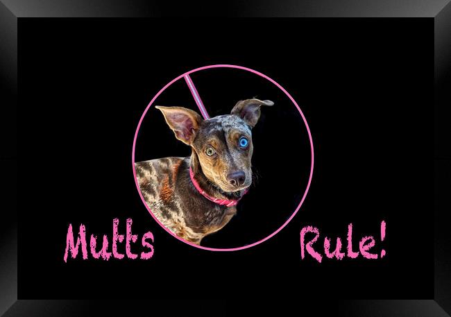 Mutts Rule! Framed Print by Alison Chambers