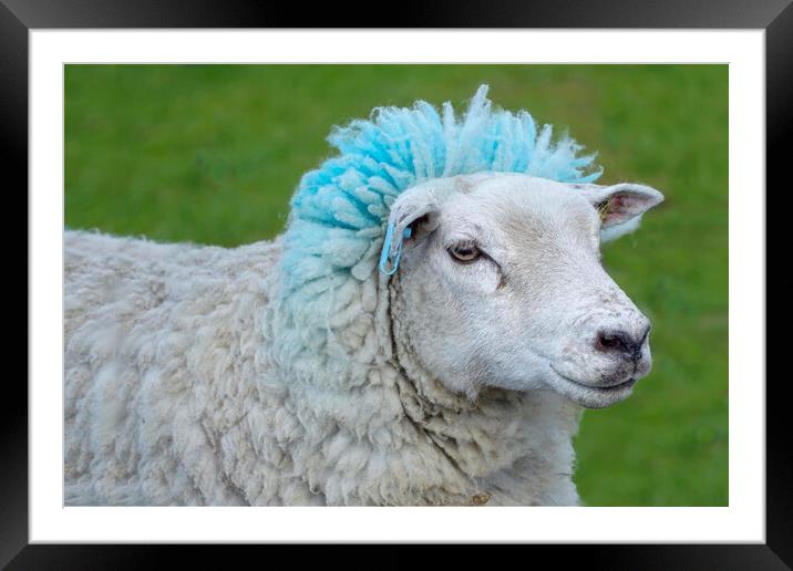 Blue Rinse Sheep Framed Mounted Print by Alison Chambers
