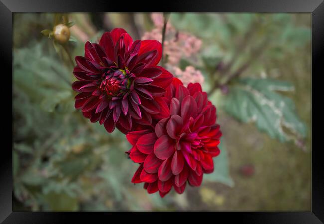 Dahlia Flowers Framed Print by Alison Chambers