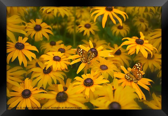 Butterflies on Rudbeckia Flowers Framed Print by Alison Chambers
