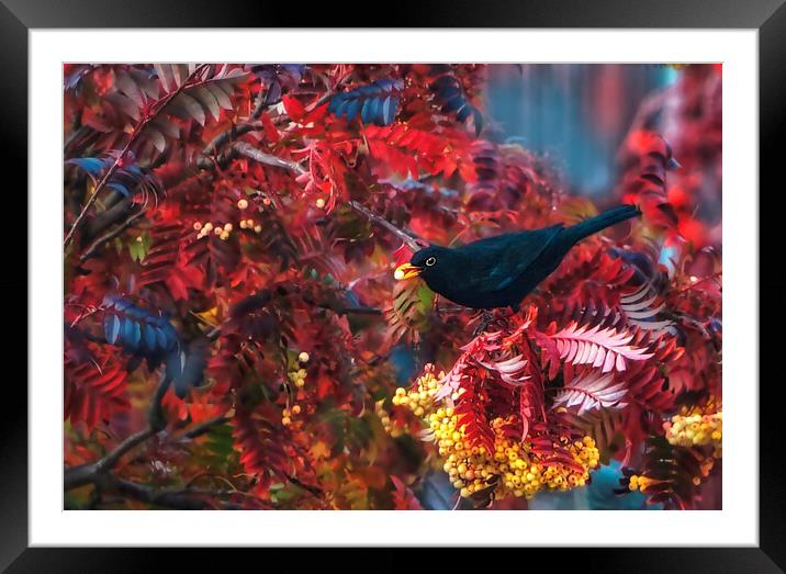 Autumn Blackbird  Framed Mounted Print by Alison Chambers