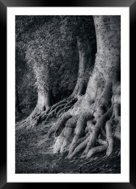 The Beech Trees Of Newmillerdam  Framed Mounted Print by Alison Chambers