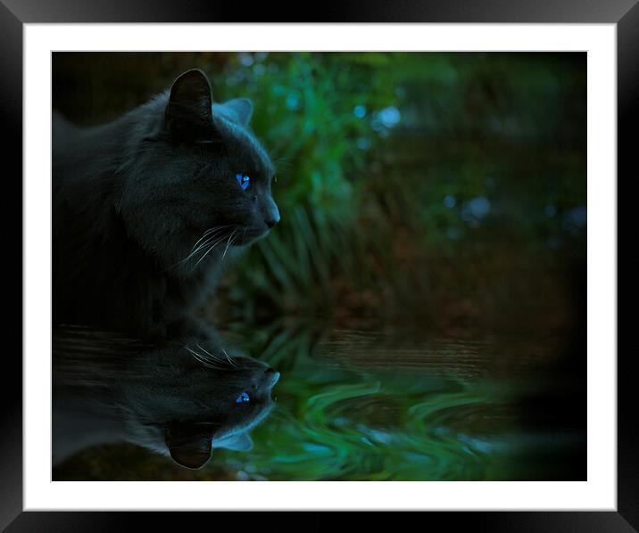 Night Cat Reflection  Framed Mounted Print by Alison Chambers
