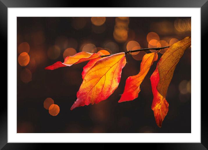 Autumn Leaves Framed Mounted Print by Alison Chambers