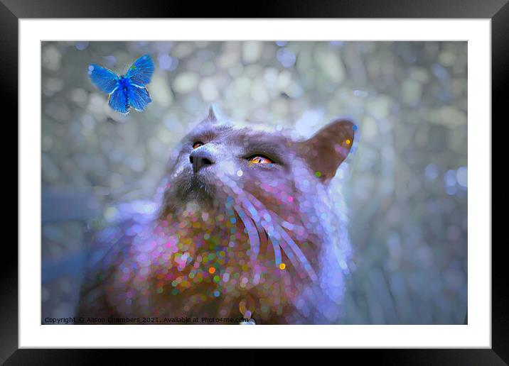 Mesmerised Cat And Butterfly Framed Mounted Print by Alison Chambers
