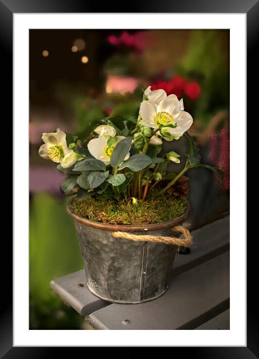 Christmas Rose Framed Mounted Print by Alison Chambers