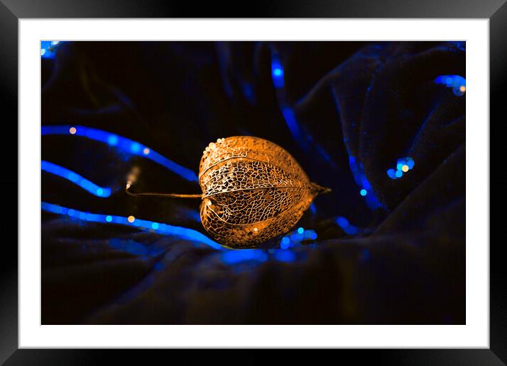 Golden Seed Pod on Blue Velvet Framed Mounted Print by Alison Chambers