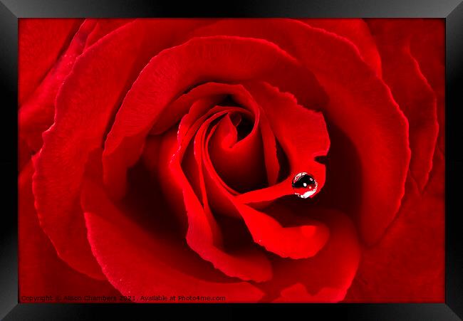 Romantic Red Rose Framed Print by Alison Chambers