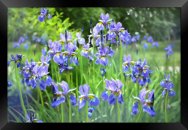 Blue Irises Framed Print by Alison Chambers