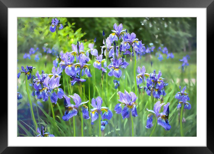 Blue Irises Framed Mounted Print by Alison Chambers