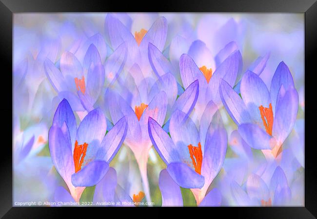 Pretty Crocuses  Framed Print by Alison Chambers
