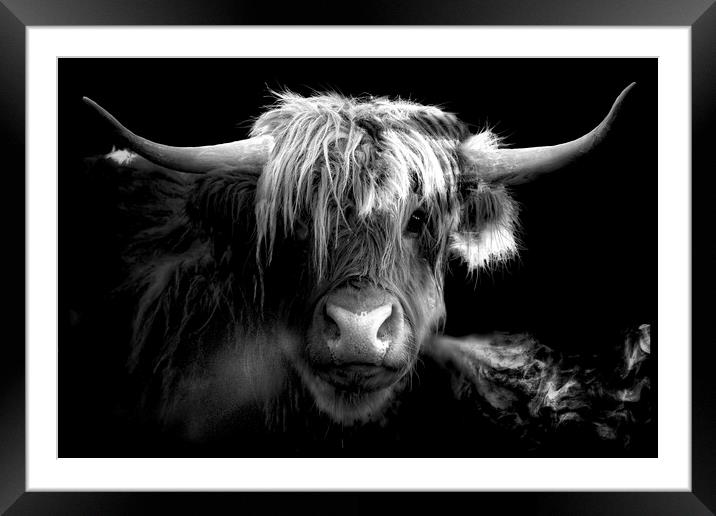 Scottish Highland Cow Framed Mounted Print by Alison Chambers