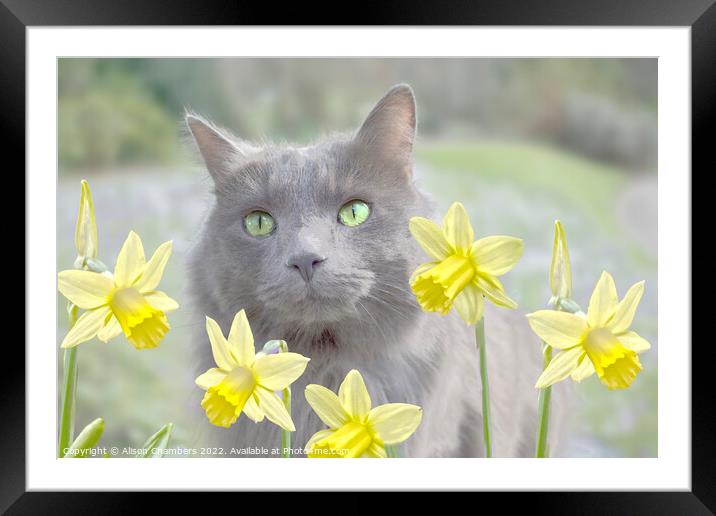 Cat And Daffodils  Framed Mounted Print by Alison Chambers