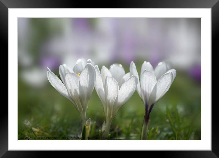White Crocus Trio Framed Mounted Print by Alison Chambers