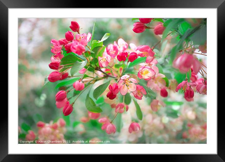 Apple Blossom Framed Mounted Print by Alison Chambers