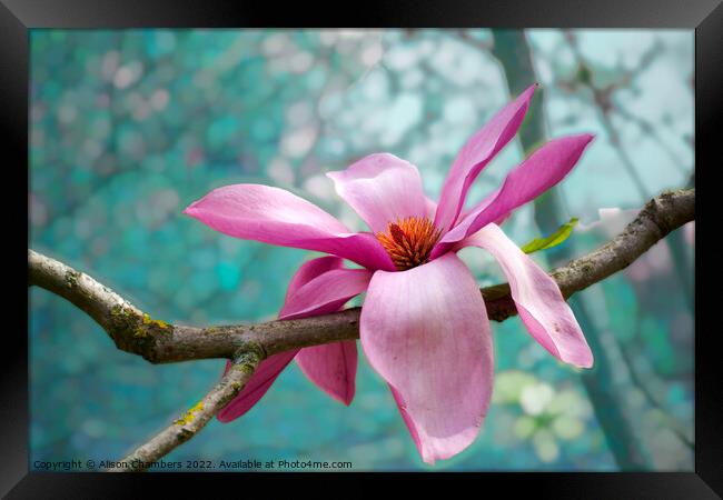 Black Magnolia Framed Print by Alison Chambers