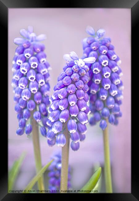 Muscari Trio Framed Print by Alison Chambers