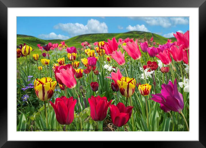  Tulips Framed Mounted Print by Alison Chambers