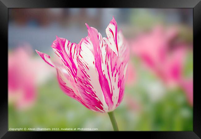  Tulip Framed Print by Alison Chambers
