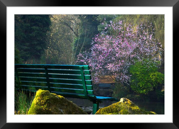 Peasholm Park Cherry Tree Framed Mounted Print by Alison Chambers