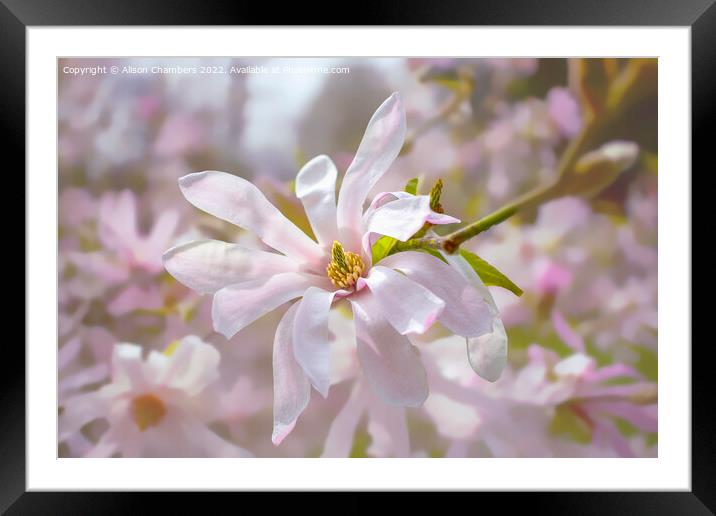 Magnolia Stellata Flower Framed Mounted Print by Alison Chambers