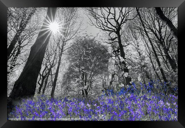 Spring Sunshine Bluebell Wood Colour Selection  Framed Print by Alison Chambers