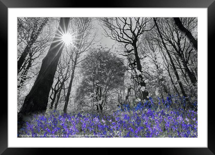 Spring Sunshine Bluebell Wood Colour Selection  Framed Mounted Print by Alison Chambers