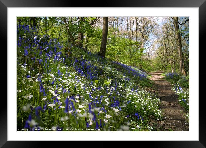 Bluebell and Stitchwort Wood, Yorkshire  Framed Mounted Print by Alison Chambers