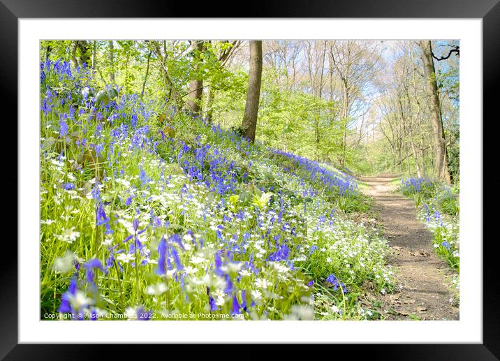 Bluebell and Stitchworts Framed Mounted Print by Alison Chambers