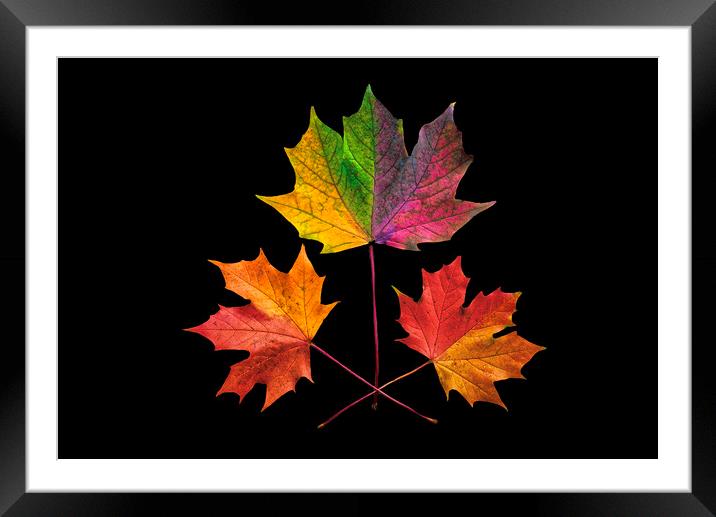 Shades Of Autumn Framed Mounted Print by Alison Chambers