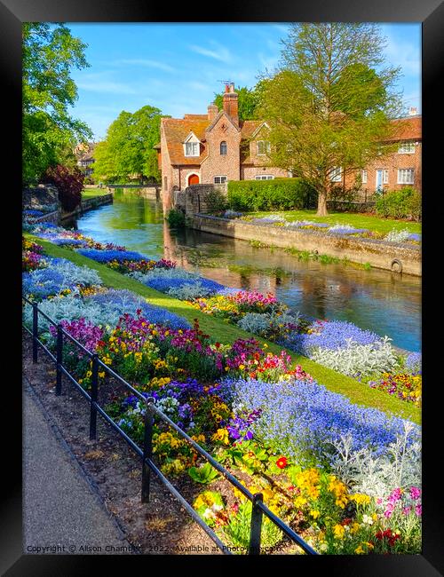 Canterbury Westgate Park Gardens Framed Print by Alison Chambers
